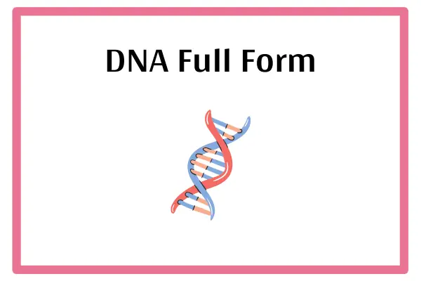 DNA Full Form In Marathi